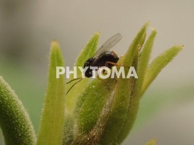 Dryocosmus kuriphilus